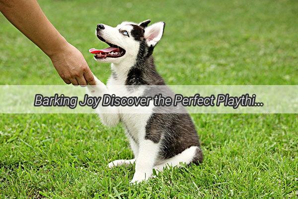 Barking Joy Discover the Perfect Playthings for Country Canines